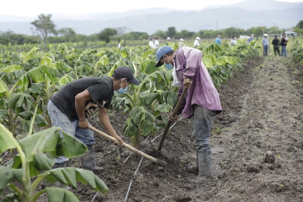 Agricultores hondureños enfrentan desafíos por alza en insumos 1 El poblado hondureño de 4.300 personas que desarrolla el agro con ...