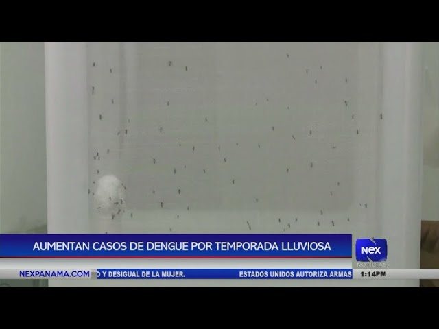 Aumentan los casos de dengue en temporada lluviosa 1 Aumentan casos de dengue por temporada lluviosa