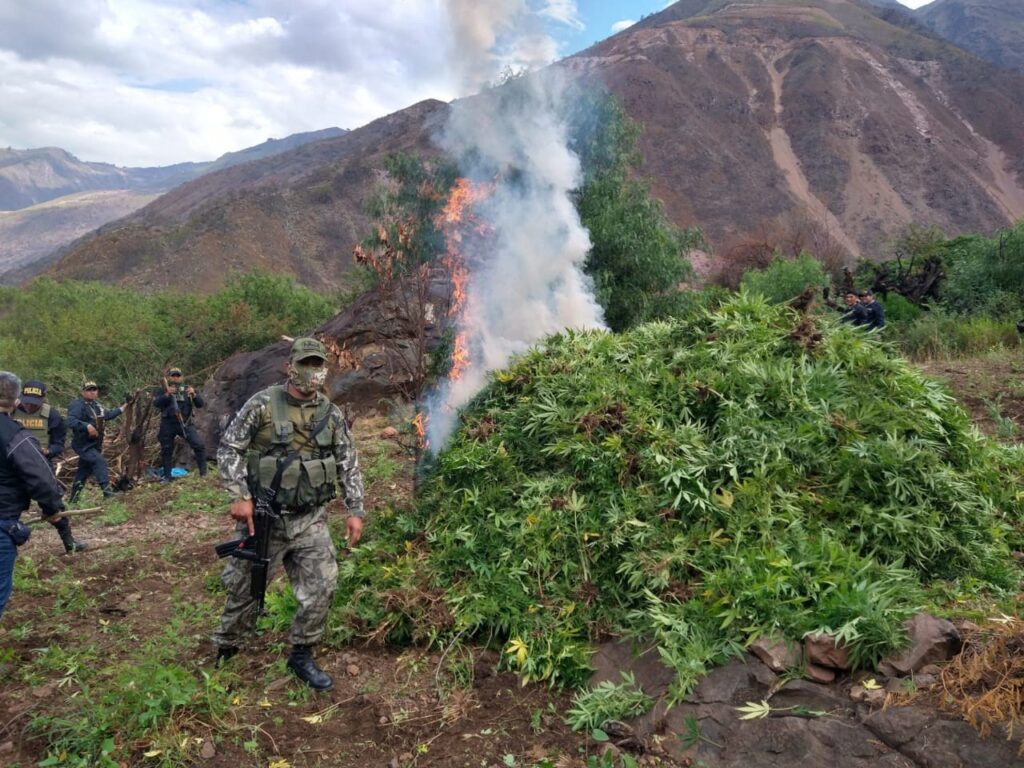 Autoridades destruyen plantaciones ilegales en zona montañosa 1 Fuerzas Armadas del Perú destruyen plantaciones de marihuana y ...