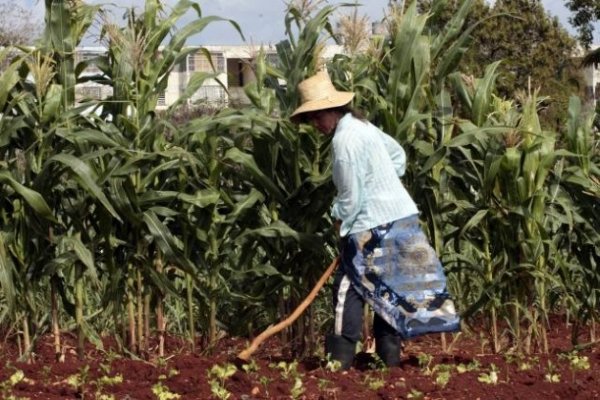 Campesinos reclaman apoyo técnico y financiamiento para el agro 1 La agricultura en Cuba | Foundation for Human Rights in Cuba