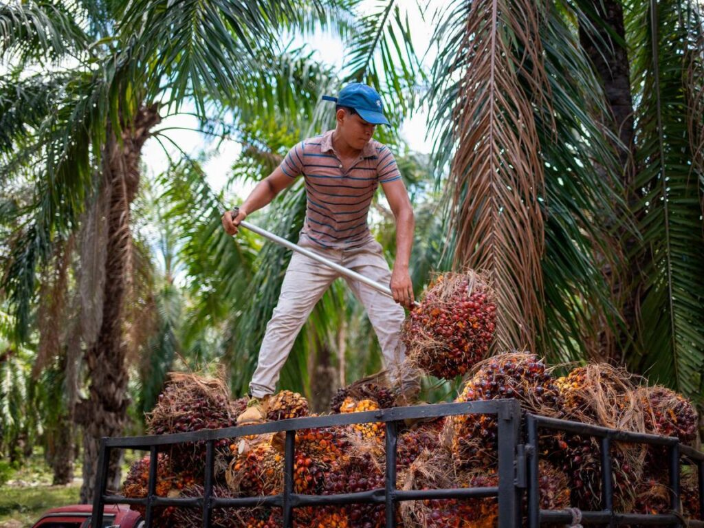 Exportaciones de palma africana repuntan tras caída internacional 1 Productores prevén caída del 30% en exportación de aceite de palma