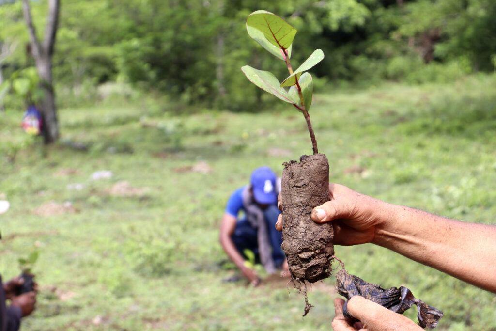 Gobierno inicia plan nacional de reforestación en áreas críticas 1 El Plan Nacional de Reforestación 2023-2024 avanza con brigadas ...