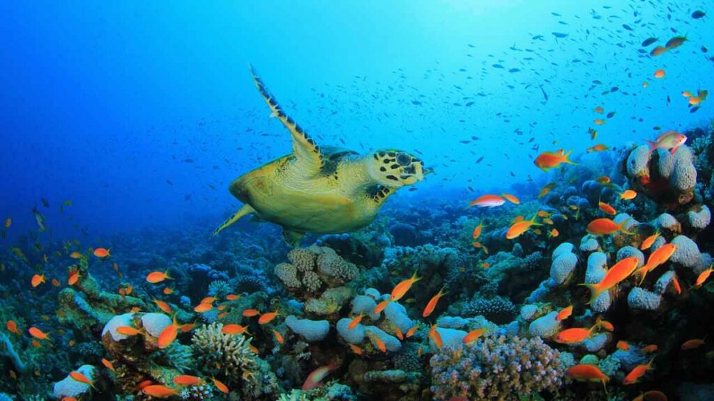 Países acuerdan tratado para proteger los océanos y la biodiversidad 1 Acuerdan primer tratado de las Naciones Unidas para proteger los ...
