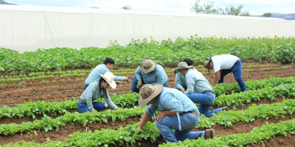 Se amplía acceso al crédito para pequeños productores 1 Pequeños y medianos productores agrícolas serán beneficiados con ...